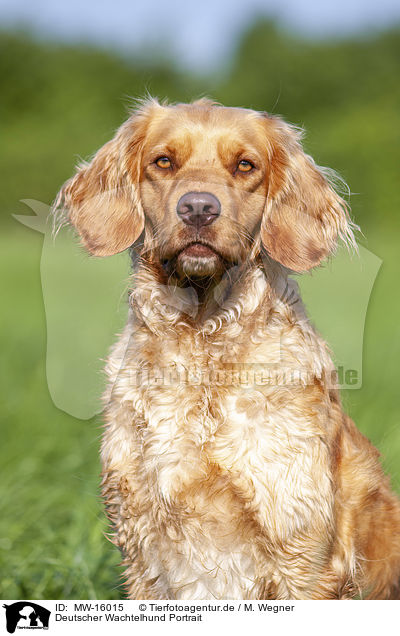 Deutscher Wachtelhund Portrait / MW-16015