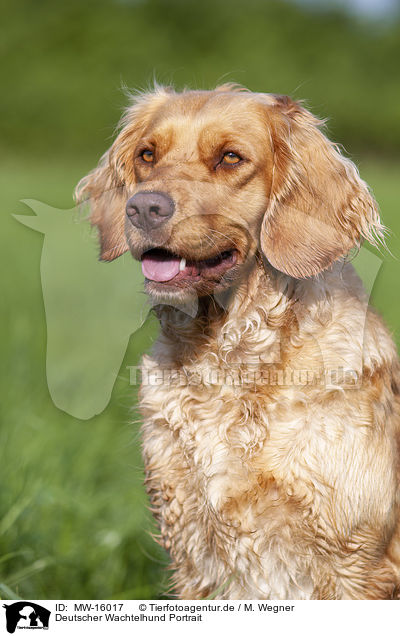 Deutscher Wachtelhund Portrait / MW-16017