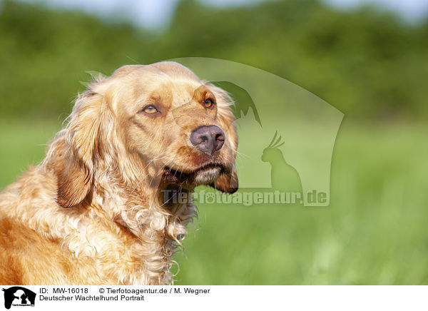 Deutscher Wachtelhund Portrait / MW-16018