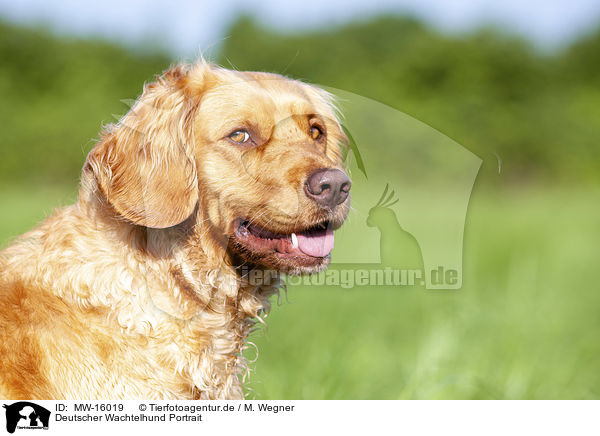 Deutscher Wachtelhund Portrait / MW-16019