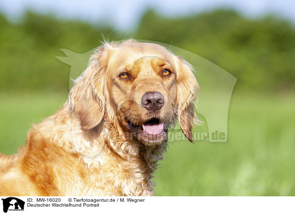 Deutscher Wachtelhund Portrait / MW-16020