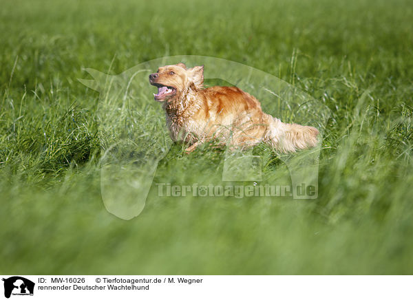 rennender Deutscher Wachtelhund / MW-16026