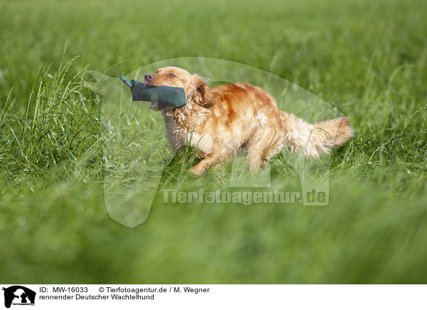 rennender Deutscher Wachtelhund / MW-16033