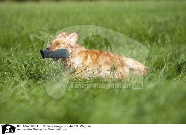 rennender Deutscher Wachtelhund / running German Spaniel / MW-16034