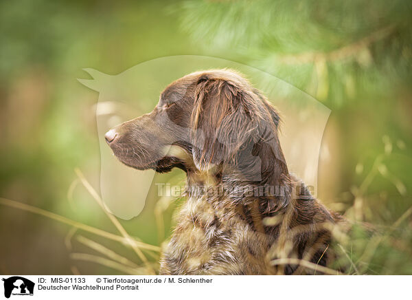 Deutscher Wachtelhund Portrait / MIS-01133