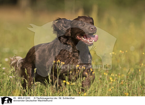 rennender Deutscher Wachtelhund / running German Spaniel / MIS-01400