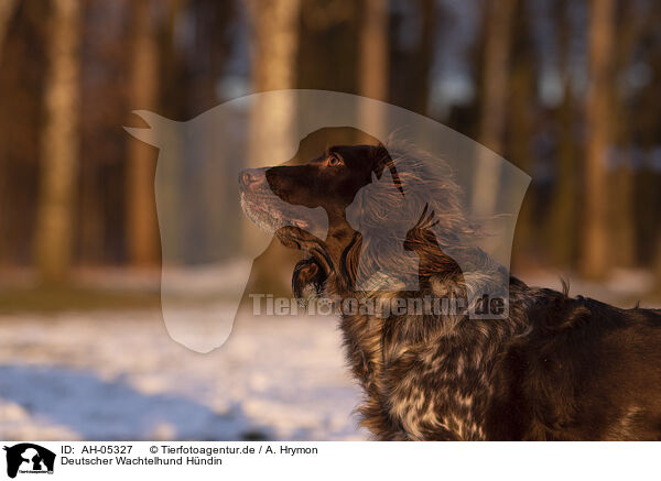 Deutscher Wachtelhund Hndin / female German Spaniel / AH-05327