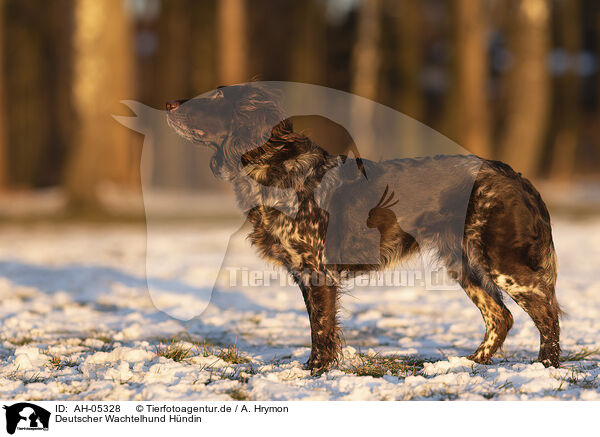 Deutscher Wachtelhund Hndin / AH-05328
