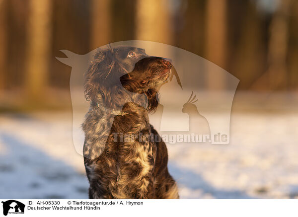 Deutscher Wachtelhund Hndin / female German Spaniel / AH-05330