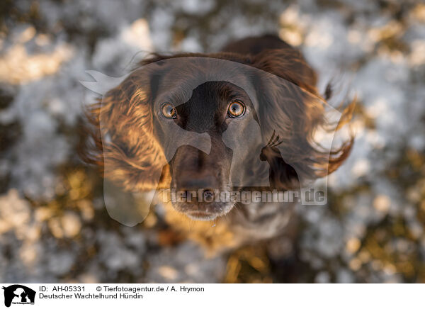 Deutscher Wachtelhund Hndin / female German Spaniel / AH-05331