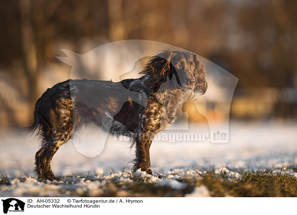 Deutscher Wachtelhund Hndin / female German Spaniel / AH-05332