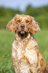 Deutscher Wachtelhund Portrait