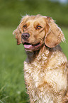 Deutscher Wachtelhund Portrait