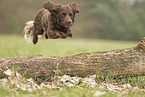 springender Deutscher Wachtelhund