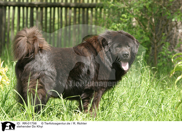 stehender Do Khyi / standing Tibetan Mastiff / RR-01798