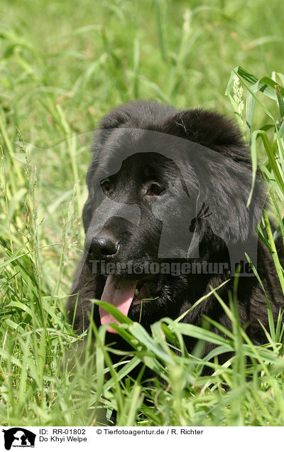 Do Khyi Welpe / Tibetan Mastiff Puppy / RR-01802