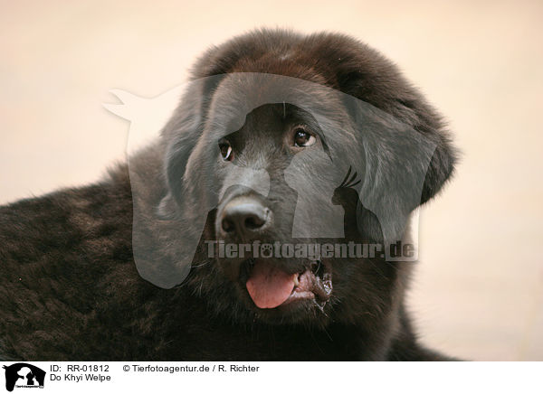 Do Khyi Welpe / Tibetan Mastiff Puppy / RR-01812