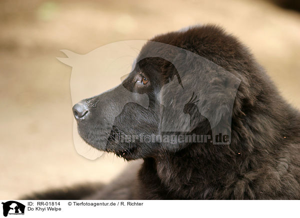 Do Khyi Welpe / Tibetan Mastiff Puppy / RR-01814