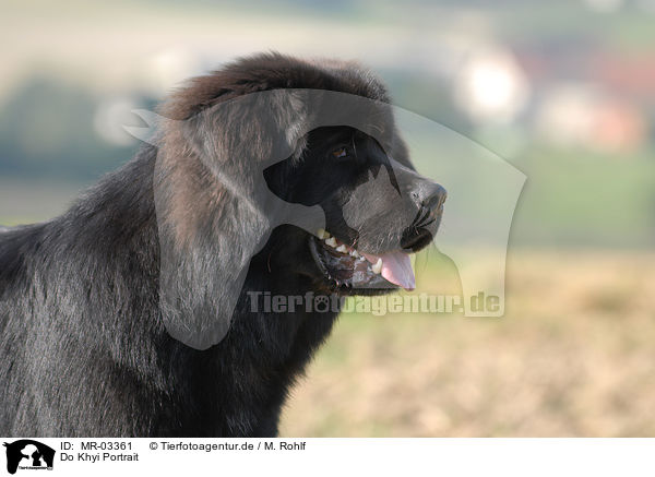 Do Khyi Portrait / MR-03361
