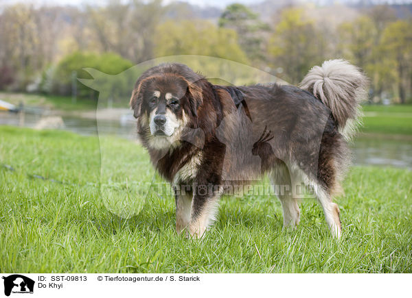 Do Khyi / Do Khyi / SST-09813