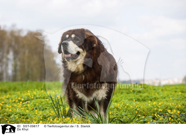 Do Khyi / Tibetan Mastiff / SST-09817