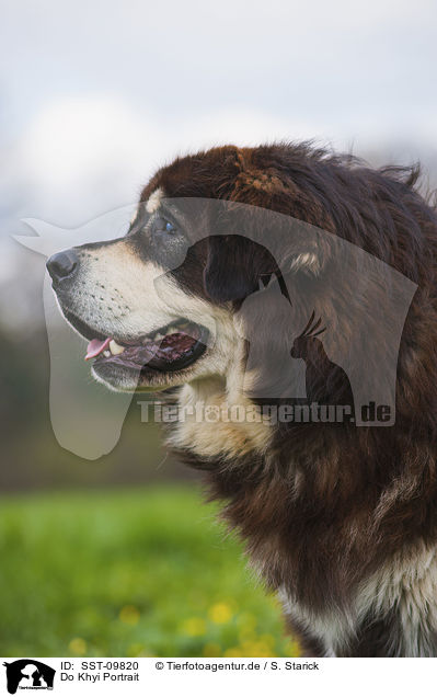 Do Khyi Portrait / SST-09820