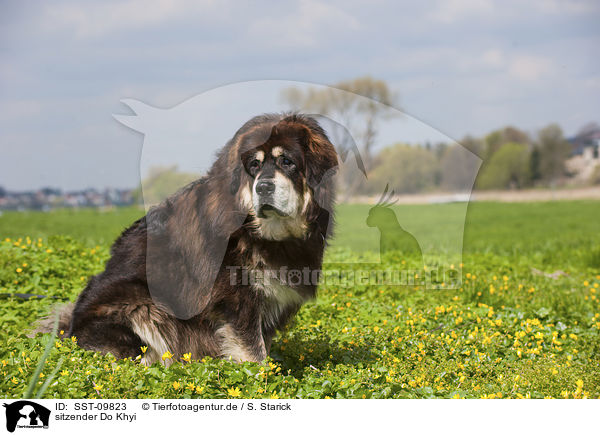 sitzender Do Khyi / sitting Do Khyi / SST-09823