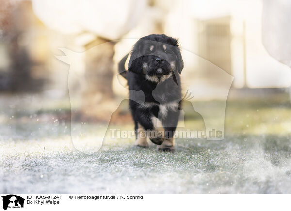 Do Khyi Welpe / Do Khyi Puppy / KAS-01241