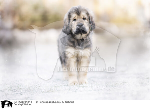 Do Khyi Welpe / Do Khyi Puppy / KAS-01244