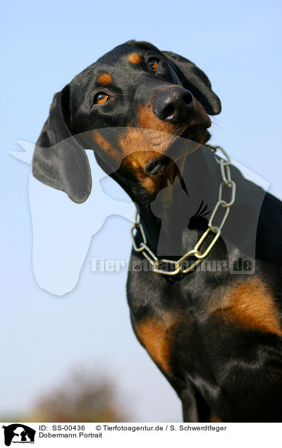 Dobermann Portrait / SS-00436