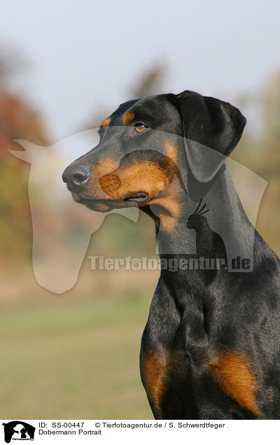 Dobermann Portrait / Doberman Pinscher Portrait / SS-00447