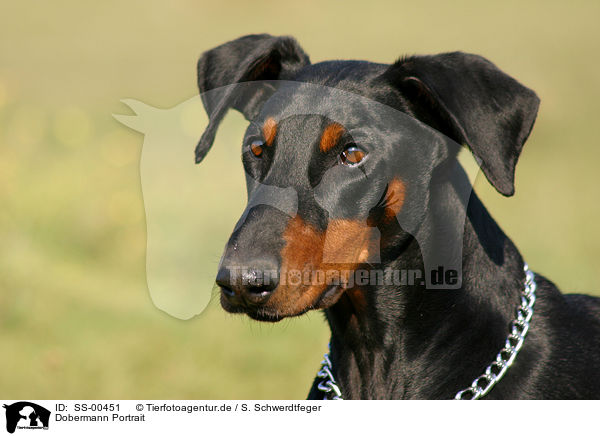 Dobermann Portrait / SS-00451
