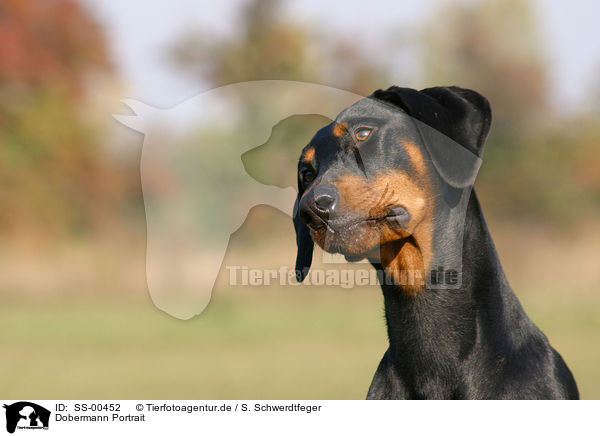 Dobermann Portrait / SS-00452