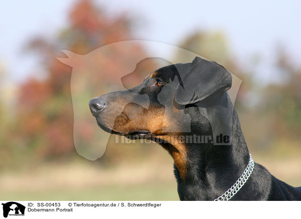 Dobermann Portrait / SS-00453