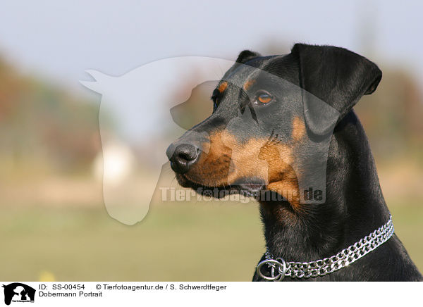 Dobermann Portrait / Doberman Pinscher Portrait / SS-00454