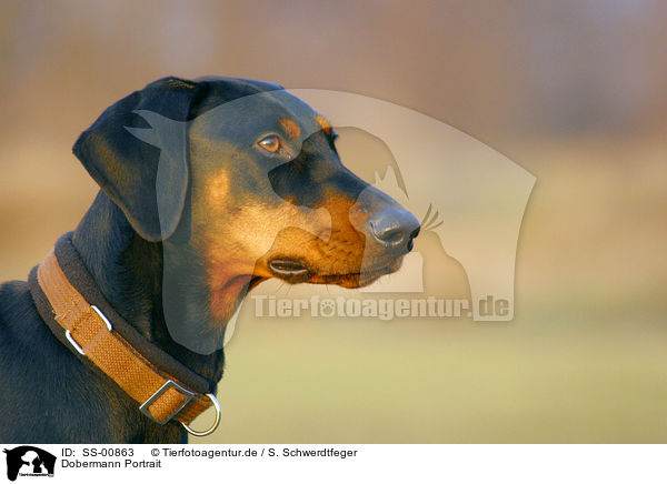 Dobermann Portrait / Doberman Pinscher Portrait / SS-00863