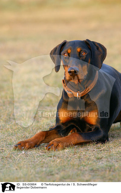 liegender Dobermann / lying Doberman Pinscher / SS-00864