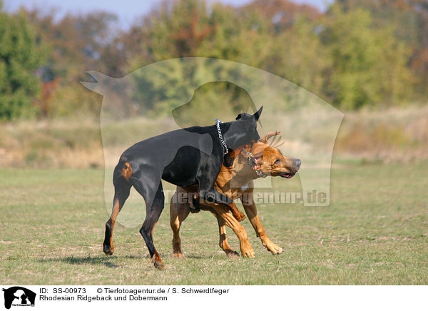 Rhodesian Ridgeback und Dobermann / Rhodesian Ridgeback and Doberman Pinscher / SS-00973