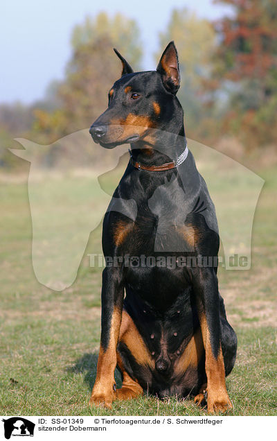 sitzender Dobermann / sitting Doberman Pinscher / SS-01349