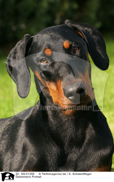 Dobermann Portrait / Doberman Pinscher Portrait / SS-01358