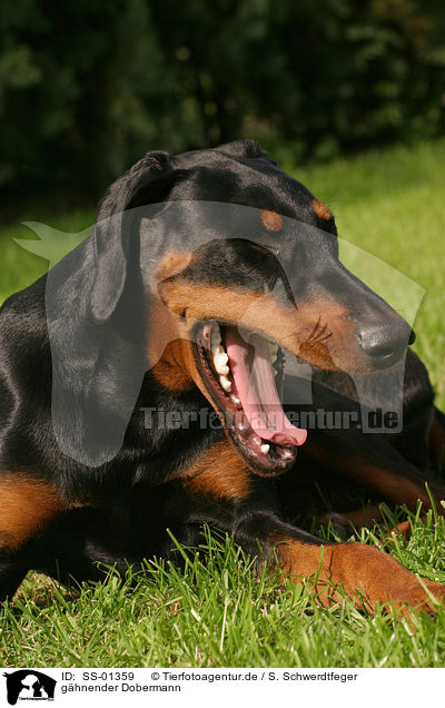 ghnender Dobermann / yawning Doberman Pinscher / SS-01359