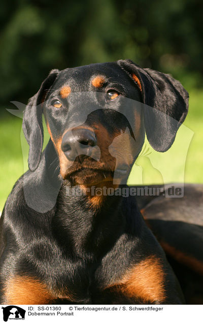 Dobermann Portrait / Doberman Pinscher Portrait / SS-01360