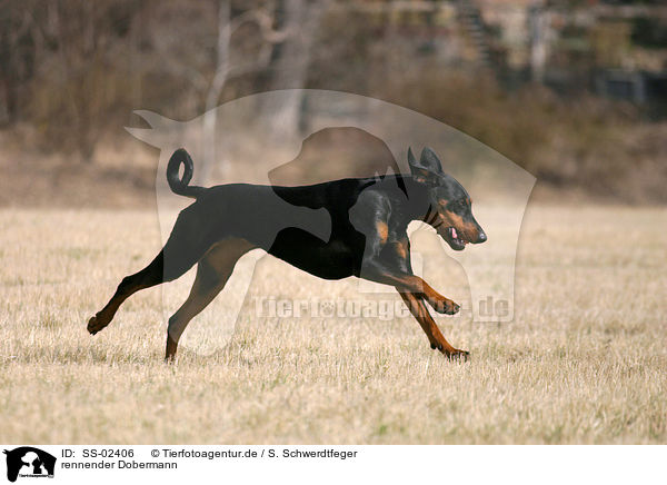 rennender Dobermann / running Doberman Pinscher / SS-02406