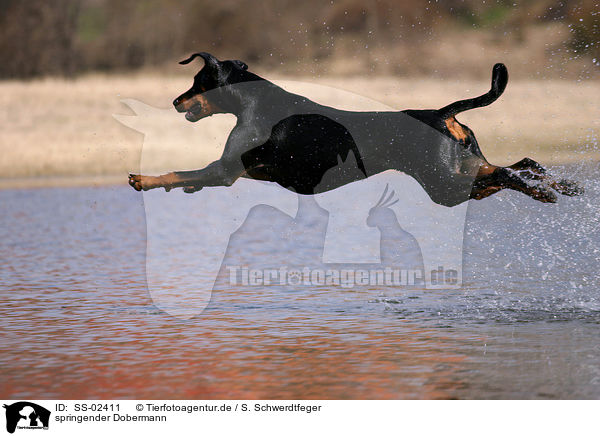 springender Dobermann / jumping Doberman Pinscher / SS-02411