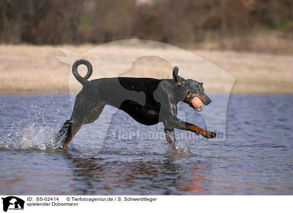 spielender Dobermann / playing Doberman Pinscher / SS-02414