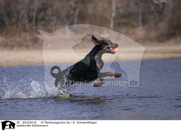 spielender Dobermann / playing Doberman Pinscher / SS-02418