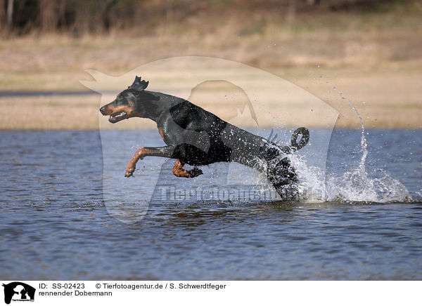 rennender Dobermann / running Doberman Pinscher / SS-02423