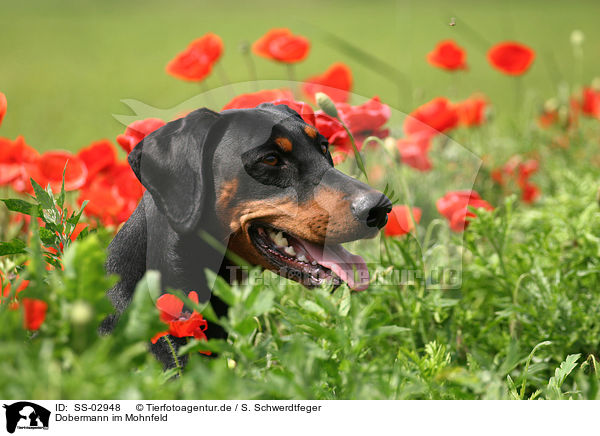 Dobermann im Mohnfeld / Doberman Pinscher in poppy field / SS-02948