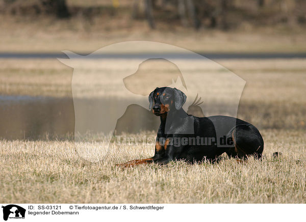 liegender Dobermann / lying Doberman Pinscher / SS-03121