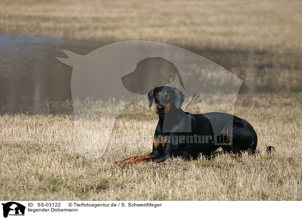liegender Dobermann / lying Doberman Pinscher / SS-03122